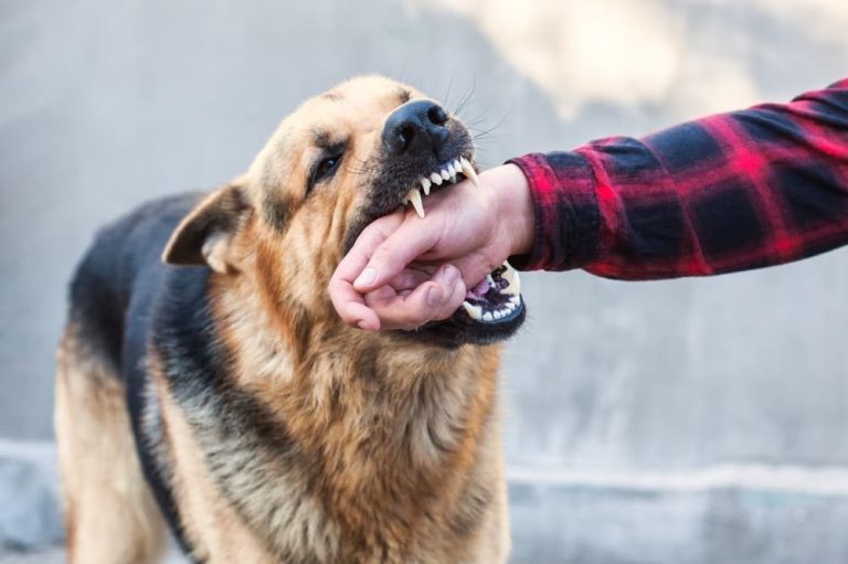 When a Dog Bite Becomes Serious: Understanding Injuries, Liability, and Recovery